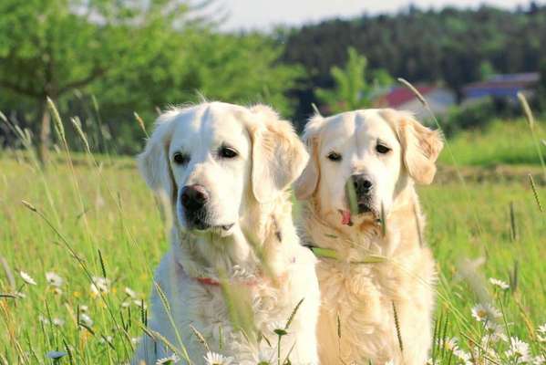 Golden Retriever-Beitrag-Bild