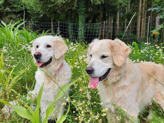 Wo sind die Golden Retriever Liebhaber?-Beitrag-Bild