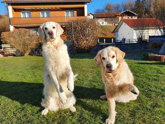 FOTOCHALLENGE:24  Thema: Hunde und ihre Tricks-Beitrag-Bild