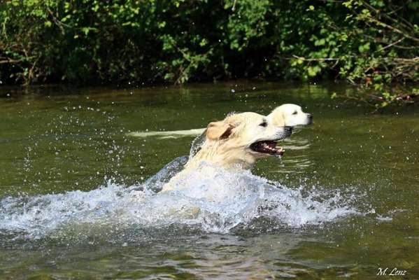 Dogorama-Monats-Challenge-Mai "Wasser"-Beitrag-Bild