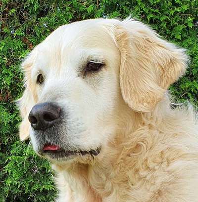 Golden Retriever-Beitrag-Bild