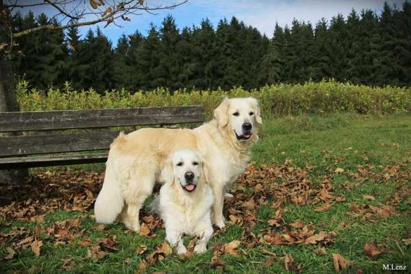 Die Dogorama Kalender Challenge Titelbild-Beitrag-Bild