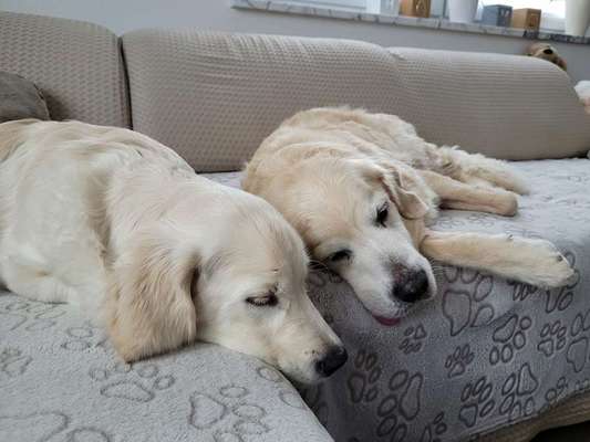 32. Handy Fotochallenge - Dein Hund im Land der Träume-Beitrag-Bild