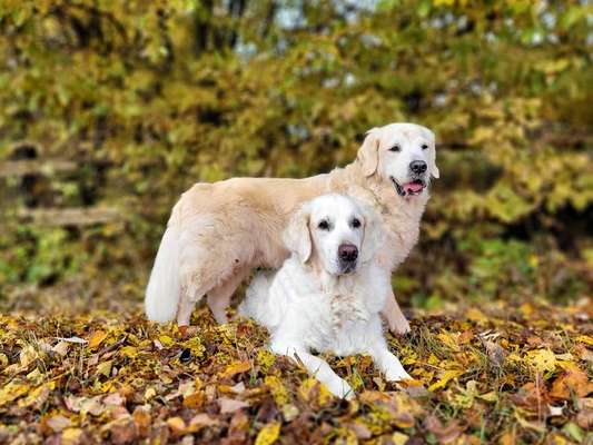 Fotochallenge Nr 55  -  Hund im November--Beitrag-Bild