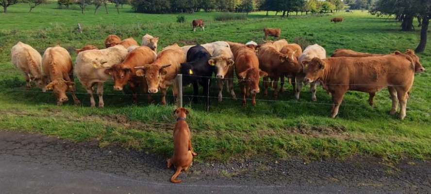 Hundetreffen-Spiel- und Gassifreunde gesucht-Bild