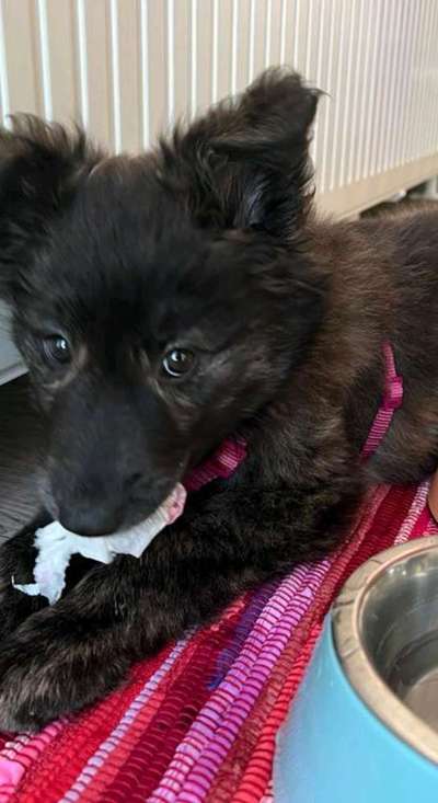 Dogorama Photo Challenge - Portrait-Beitrag-Bild