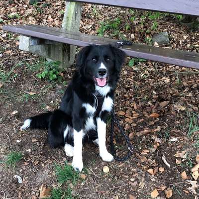 Hundetreffen-Spieltreffen-Bild