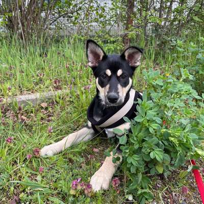 Hundetreffen-Gassi Partner in abenheim-Bild