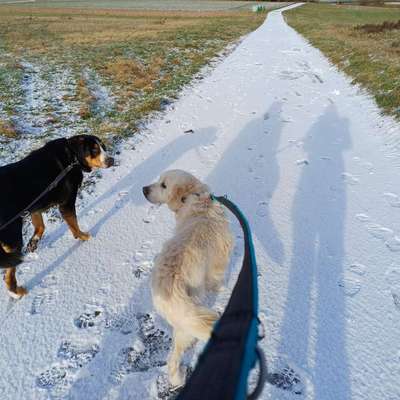 aktuelles Foto Gruppe Sennenhunde (Berner, Appenzeller, Grosser Schweizer, Entlebucher)
