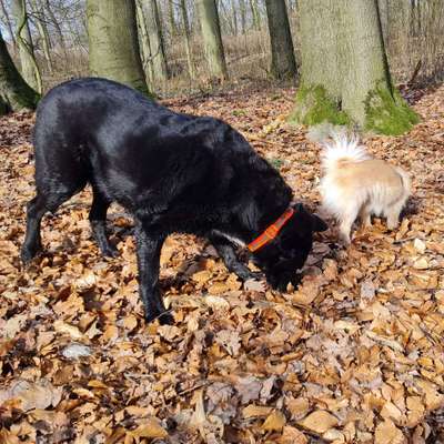Hundetreffen-MITTAGSSPAZIERGANG MIT HUndis-Bild