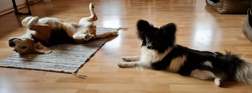 Dogorama Photo Challenge - Die besten Hundebuddys-Beitrag-Bild