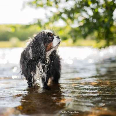 Hundetreffen-Gemeinsame Spaziergänge 🐾-Bild