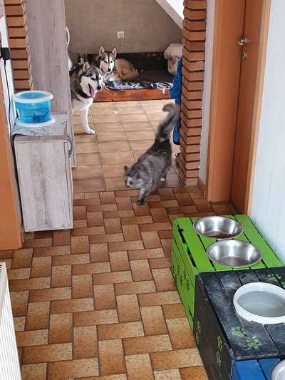 Katz und Hund-Beitrag-Bild