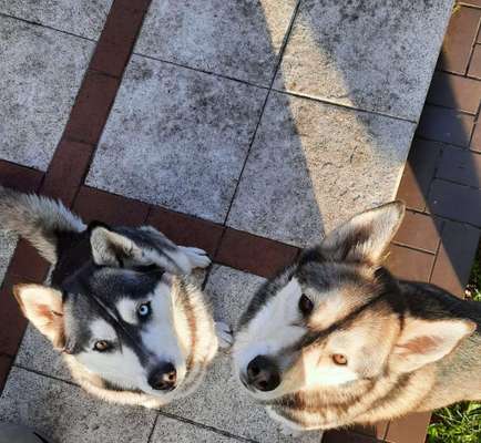 Die Dogorama Kalender Challenge 4/4-Beitrag-Bild