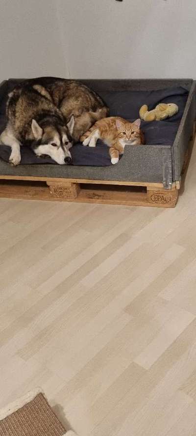 Katz und Hund-Beitrag-Bild