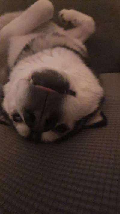 Die Dogorama Wochen Challenge-Beitrag-Bild