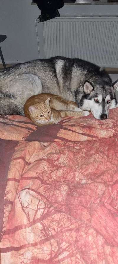 Katz und Hund-Beitrag-Bild