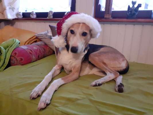 Podencomischling oder Podenco-Beitrag-Bild