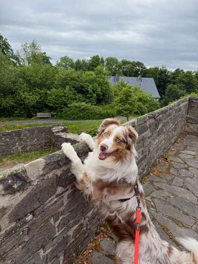 Hundetreffen-Gassirunde-Bild