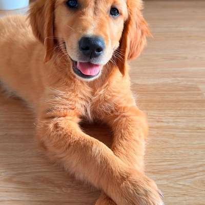 Hundetreffen-Hundefreund/in gesucht!-Bild