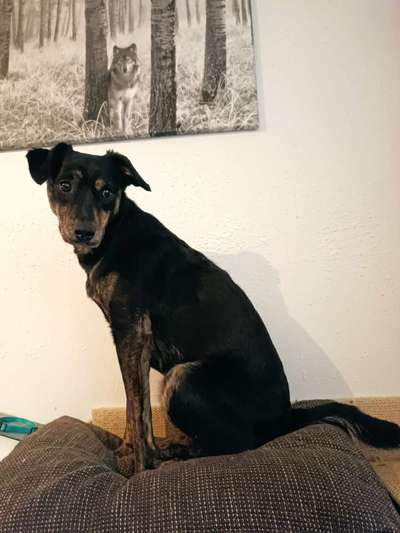 Fotochallenge NR. 123     -Karneval der Tiere--Beitrag-Bild