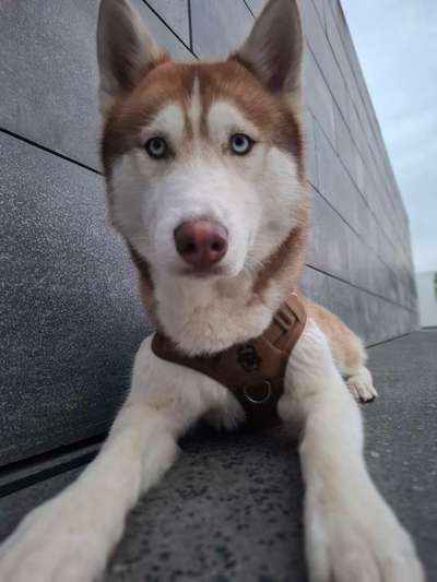 Hundetreffen-Hunde treffen / social walk-Bild