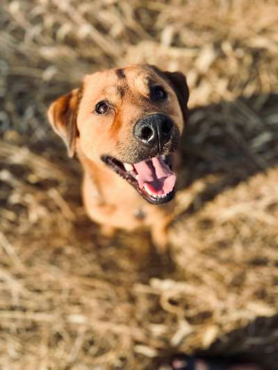 Hundetreffen-Hundebegegnungen üben-Bild