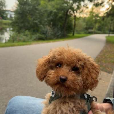 Hundetreffen-Mini-Hunde Treffen/Spielen/Austausch/Gassi-Bild