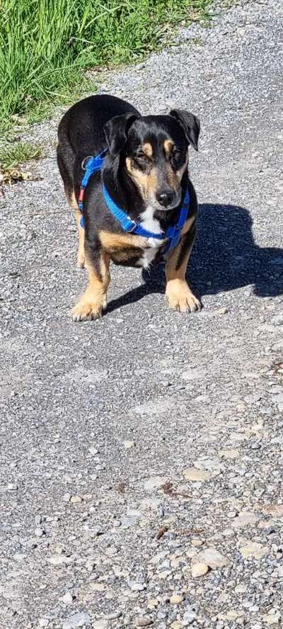 TierschutzhundeStammtisch🐕-Beitrag-Bild