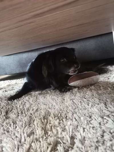 Lustigsten Grimassen von euren Hunden-Beitrag-Bild