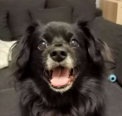 Dogorama Photo Challenge - Einmal lächeln bitte-Beitrag-Bild