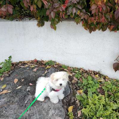 Welpen Bilder !-Beitrag-Bild