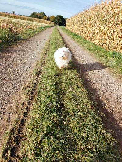 Rassen und ihre Eigenschaften-Beitrag-Bild