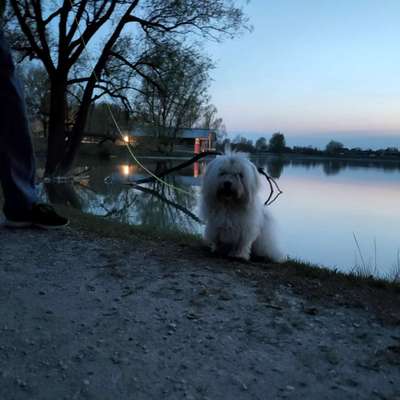 Dogorama-Monats-Challenge-Mai "Wasser"-Beitrag-Bild