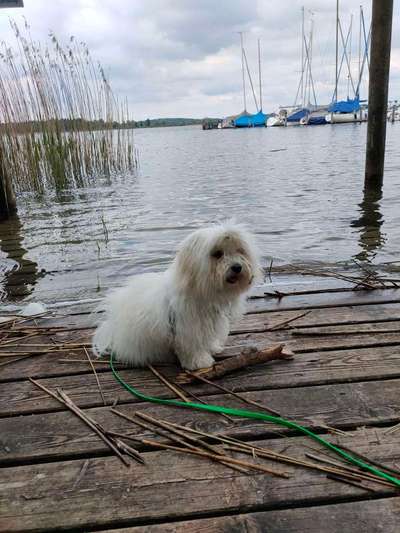 Die Dogorama Kalender Challenge 4/4-Beitrag-Bild