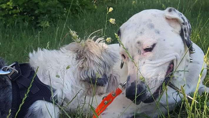 Die Dogorama Wochen Challenge "Friends will be Friends"-Beitrag-Bild