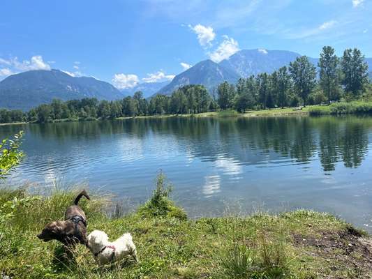 Hundesuslauf-Beitrag-Bild