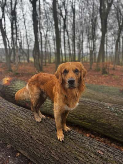 Hundetreffen-Hunde Kontakte-Bild