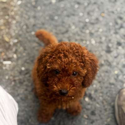 Hundetreffen-Welpentreffen-Bild