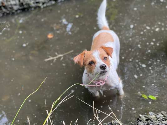 Hundetreffen-Neue hundefreunde gesucht-Bild