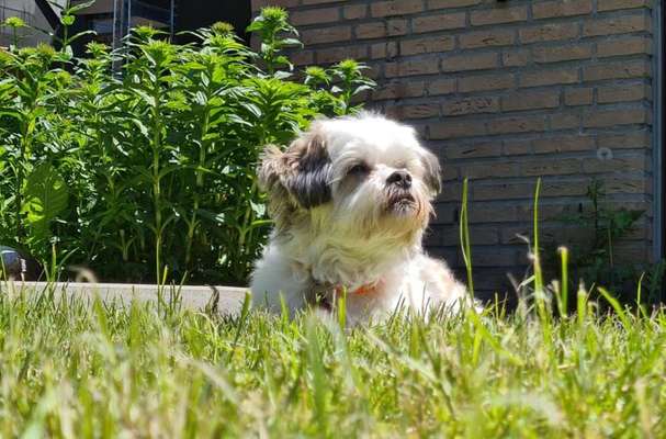 Die Dogorama Kalender Challenge 4/4-Beitrag-Bild