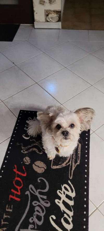 Wie heißt dein Hund?-Beitrag-Bild