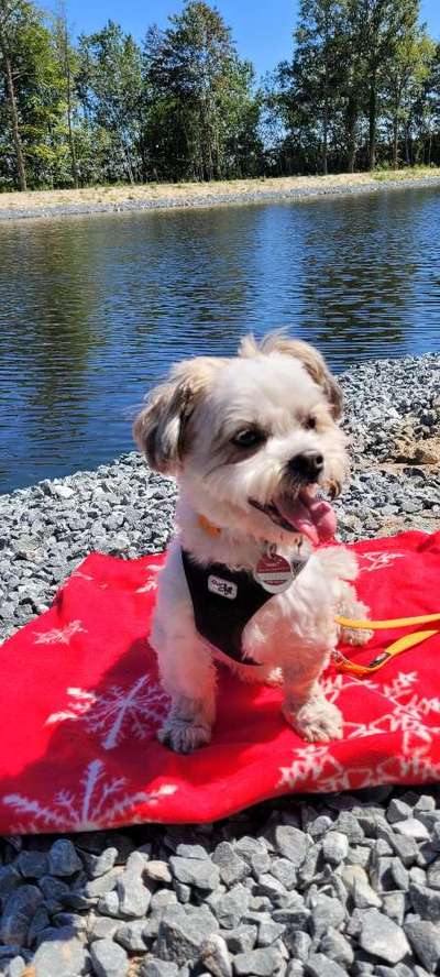 Handy Foto Challange Nr. 46  Happy Dog-Beitrag-Bild