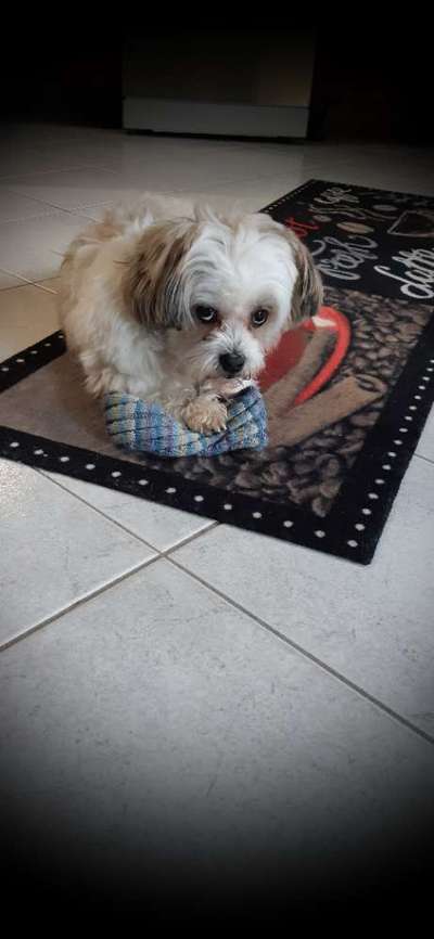 CHALLENGE NR. 19 - Der Hundeblick-Beitrag-Bild