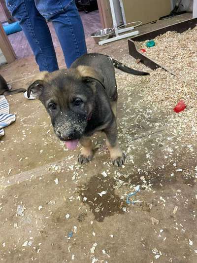 Welpen Bilder !-Beitrag-Bild