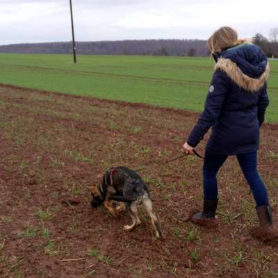 Hundetreffen-Spielkameraden