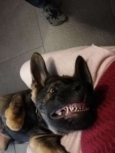 Dogorama Photo Challenge - Einmal lächeln bitte-Beitrag-Bild