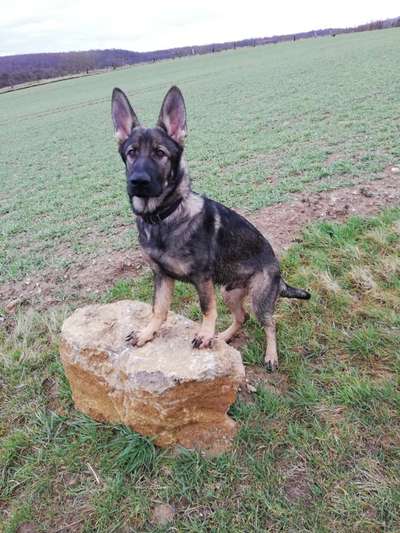 Alles rund um den Schäferhund, diskutieren erwünscht.-Beitrag-Bild