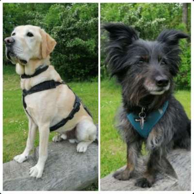 Hundetreffen-Hundestrand Talsperre pöhl bei Jocketa-Profilbild