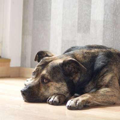 Hundetreffen-Lust auf Social Walk?-Bild